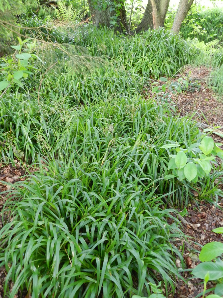 luzula-sylvatica-greater-wood-rush